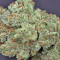 Northern Lights Seeds (Seedstockers)