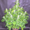 Northern Lights Seeds (Seedstockers)