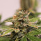 Skunk #1 feminized seeds (Sensi Seeds)