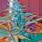 South Mountain Cheese (Xtreme Seeds)