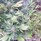 White Critical (White Widow +) (Original Sensible Seeds)