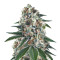 Wonder Black Domina (Hero Seeds)