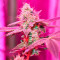 Different GG#4 Feminized Seeds (AlphaFem Seeds)