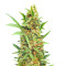 Dozy Cake Feminized Seeds (AlphaFem Seeds)