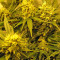 Durga Mata II CBD (Paradise Seeds)