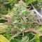 Fruit Salad strain