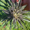 Keepers OG Autoflower Feminized Seeds (Seedkeepers)