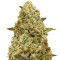 Monster Pebbles Feminized Seeds from Monster Genetics
