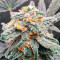 Graines féminisées de Quarter Pounder Autoflower (EGS)