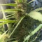 Tangie'matic Seeds