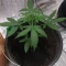 Semi di cannabis fem Gelato Auto in vendita