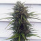 Vente de graines de cannabis CBD Blue Shark (Barney's Farm)