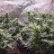 AK-49 feminized seeds for sale