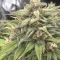Gorilla Cookies Seeds