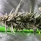 Girl Scout Cookies (Herbies Seeds)