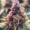 Compre sementes feminizadas de Strawberry Lemonade por Barney's Farm
