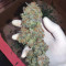 Critical Kush Seeds (Barney's Farm)