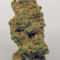 Acquista i semi femminizzati Original Trainwreck Auto di Fast Buds