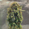 Venta de Rhino Ryder Auto (Fast Buds) | Semillas de marihuana feminizadas