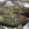 Do-Si-Dos OG Seeds - Cannabis Strain Seeds for Sale