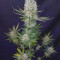 Buy Lemon Shining Silver Haze feminized seeds by Royal Queen Seeds
