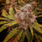 Buy Pineapple Chunk feminized seeds by Barney's Farm
