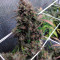 Auto Night Queen Seeds