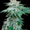 Skunk #1 feminized seeds for sale