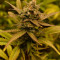 Buy Girl Scout Cookies Autoflower feminized seeds by Seedstockers