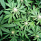 Mimosa EVO Seeds (Barney’s Farm) - Cannabis Strain Seeds for Sale