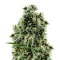 Arjan's Haze #2 Seeds