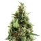 Arjan's Ultra Haze #1 Seeds