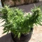 Auto Bruce Banner XXL feminized seeds