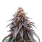 Black Cherry Gushers Seeds