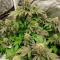 Blackberry Moonrocks Auto Seeds (AlphaFem Seeds)