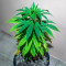 Bubba Kush Marijuana Strain