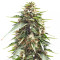 DJ’s Gold feminized seeds