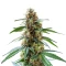 Extraction Permanent Maker Seeds