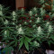 Semi Femminizzati Gelato Auto (Fast Buds)