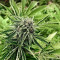 Gorilla Glue #4 (Herbies Seeds)