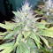 Graines de cannabis Glookies (Barney's Farm)