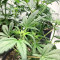 Grand Daddy Purple Fast Version (Herbies Seeds)