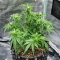 Kerosene Krash Auto Seeds