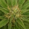 Sementes Feminizadas de Mango Frost Auto (Fast Buds)