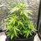 Orange Bud 2.0 Seeds