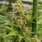 Princess Haze Feminized Seeds (Brothers Grimm Seeds)