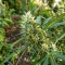 Shamanic Haze feminized seeds
