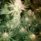 Graines de cannabis Skunky Monkey Auto (Heavyweight Seeds)