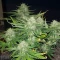Skywalker Auto feminized seeds