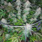 Smurfberry Auto (Sagarmatha Seeds)